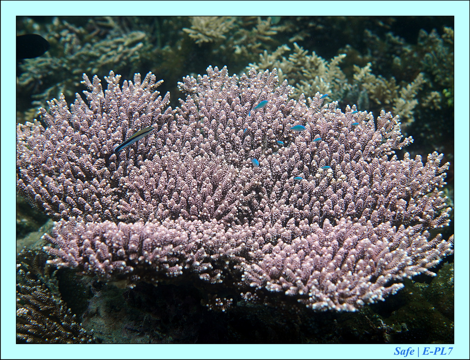 2016 - 07 - Leng Tengah - 019